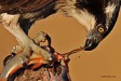 Balık kartalı / Pandion haliaetus / Osprey 